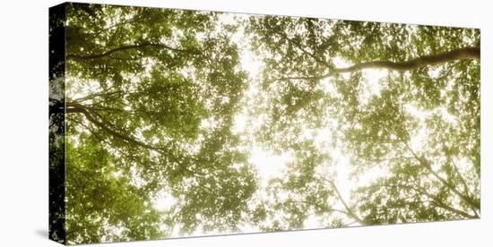 Low Angle View of Sunlight Shining Through the Trees in Summer-null-Premier Image Canvas