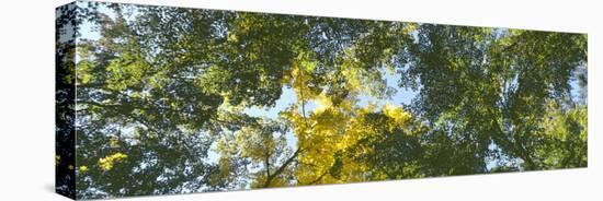 Low angle view of tree branch, Hoyt Arboretum, Washington Park, Portland, Oregon, USA-Panoramic Images-Premier Image Canvas
