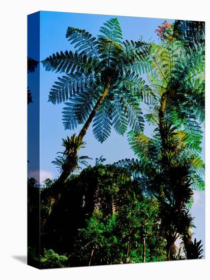 Low angle view of West Indian treefern (Cyathea arborea), Papillote Wilderness Retreat, Dominica-null-Premier Image Canvas