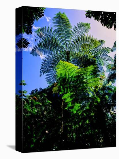 Low angle view of West Indian treefern (Cyathea arborea), Papillote Wilderness Retreat, Dominica-null-Premier Image Canvas