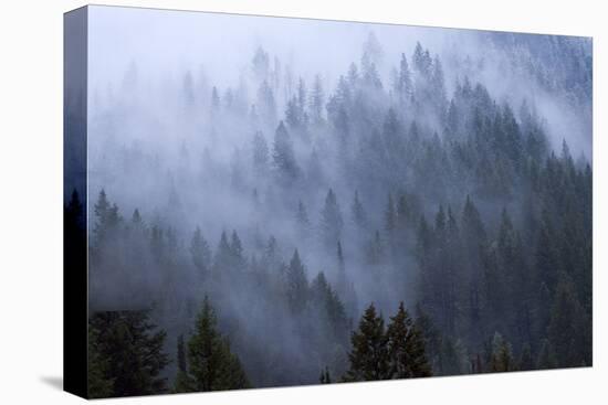 Low Clouds Rolling In And Out Of The Tree Tops In Big Cottonwood Canyon, Utah-Austin Cronnelly-Premier Image Canvas