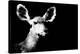 Low Poly Safari Art - Antelope - Black Edition II-Philippe Hugonnard-Stretched Canvas