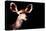 Low Poly Safari Art - Antelope - Black Edition-Philippe Hugonnard-Stretched Canvas