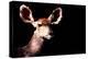 Low Poly Safari Art - Antelope - Black Edition-Philippe Hugonnard-Stretched Canvas