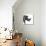 Low Poly Safari Art - The Rhino - White Edition-Philippe Hugonnard-Stretched Canvas displayed on a wall