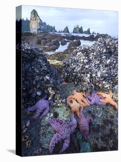 Low Tide at Point of Arches, Olympic National Park, Washington, USA-Gary Luhm-Premier Image Canvas