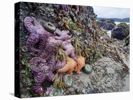 Low Tide at Point of Arches, Olympic National Park, Washington, USA-Gary Luhm-Premier Image Canvas