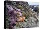 Low Tide at Point of Arches, Olympic National Park, Washington, USA-Gary Luhm-Premier Image Canvas