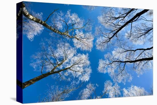 Low View of Tall Trees Under Blue Sky in Winter-Craig Roberts-Premier Image Canvas