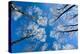 Low View of Tall Trees Under Blue Sky in Winter-Craig Roberts-Premier Image Canvas