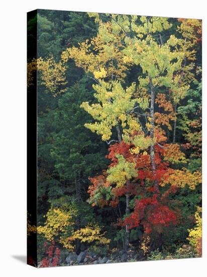 Lower Falls, Swift River, Big Tooth Aspen, White Mountains, New Hampshire, USA-Jerry & Marcy Monkman-Premier Image Canvas