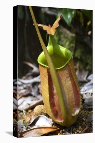 Lower Pitcher of the Carnivorous Pitcher Plant (Nepenthes Bicalcarata) Endemic to Borneo-Louise Murray-Premier Image Canvas