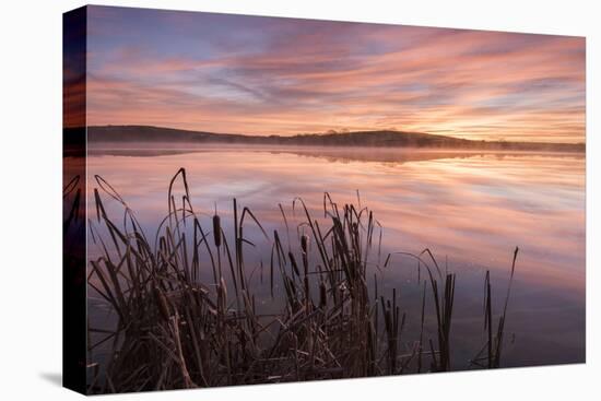 Lower Tamar Lake and reeds at sunrise, North Cornwall, UK-Ross Hoddinott-Premier Image Canvas