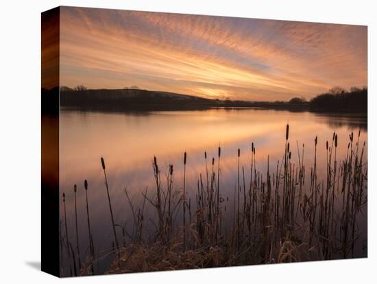 Lower Tamar Lakes, reflections and rushes, colurful winter sunrise, North Cornwall, UK-Ross Hoddinott-Premier Image Canvas