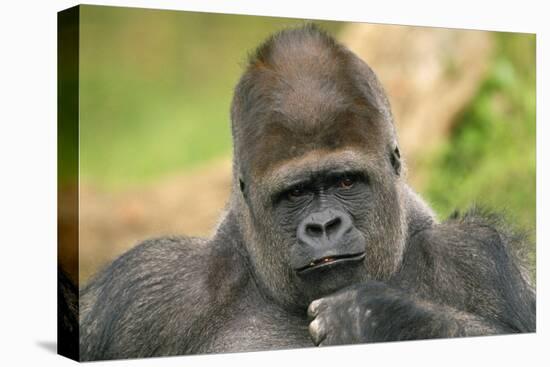 Lowland Gorilla Close-Up of Head-null-Premier Image Canvas