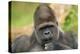 Lowland Gorilla Close-Up of Head-null-Premier Image Canvas
