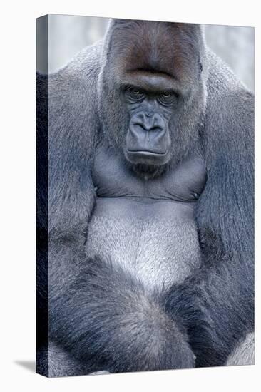 Lowland Gorilla, Gorilla Gorilla Gorilla, Male, Cropped-Ronald Wittek-Premier Image Canvas