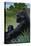 Lowland Gorilla - Lithograph Series-Lantern Press-Stretched Canvas
