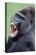 Lowland Gorilla Male with Mouth Open-null-Premier Image Canvas