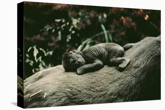 Lowland Gorilla Parent with Baby on Back-null-Premier Image Canvas