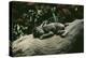 Lowland Gorilla Parent with Baby on Back-null-Premier Image Canvas