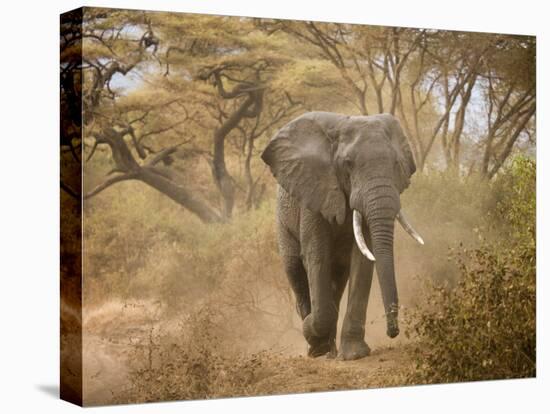 Loxodonta Africana, Lake Manyara National Park, Tanzania-Ivan Vdovin-Premier Image Canvas