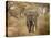 Loxodonta Africana, Lake Manyara National Park, Tanzania-Ivan Vdovin-Premier Image Canvas