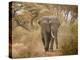 Loxodonta Africana, Lake Manyara National Park, Tanzania-Ivan Vdovin-Premier Image Canvas