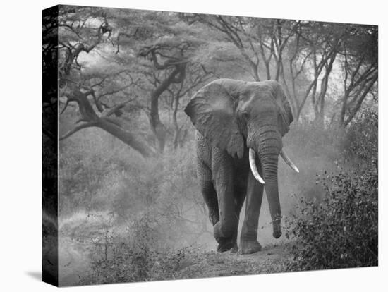 Loxodonta Africana, Lake Manyara National Park, Tanzania-Ivan Vdovin-Premier Image Canvas