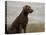 Loyal Labrador-Mark Chandon-Stretched Canvas