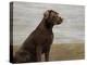 Loyal Labrador-Mark Chandon-Stretched Canvas