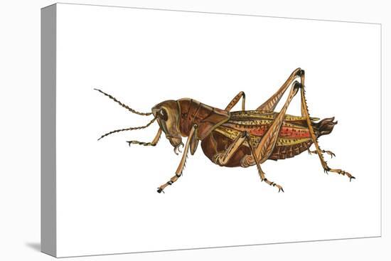 Lubber Grasshopper (Dictyophorus Reticulatus), Insects-Encyclopaedia Britannica-Stretched Canvas