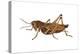 Lubber Grasshopper (Dictyophorus Reticulatus), Insects-Encyclopaedia Britannica-Stretched Canvas