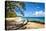 Lumahai Beach-Danny Head-Premier Image Canvas