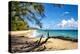 Lumahai Beach-Danny Head-Premier Image Canvas