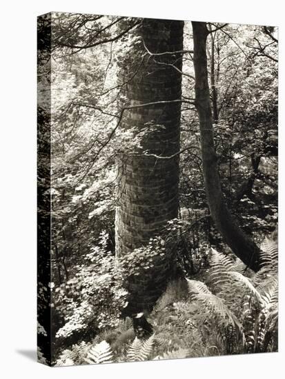 Lumb Valley, Yorkshire 1977 Calden Valley and Elmet Series-Fay Godwin-Premier Image Canvas