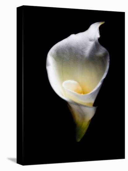 Luminous Calla Lily-George Oze-Premier Image Canvas