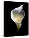 Luminous Calla Lily-George Oze-Premier Image Canvas