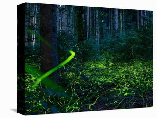 Luminous, glowing light tracks from male Fireflies, Germany-Konrad Wothe-Premier Image Canvas