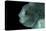 Lumpsucker (Cyclopterus Lumpus) Deepsea, 2392M, Barents Sea, Northern Europe-David Shale-Premier Image Canvas