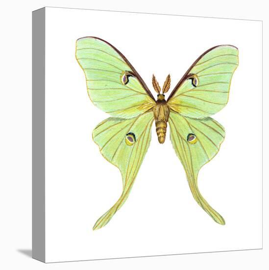 Luna Moth (Actias Luna), Insects-Encyclopaedia Britannica-Stretched Canvas