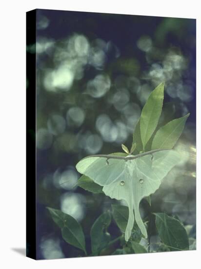 Luna Moth Clings to a Pond Side Chokecherry Tree-Alfred Eisenstaedt-Premier Image Canvas