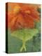 Luna Moth on Orange Dahlia Behind Glass, Pennsylvania, USA-Nancy Rotenberg-Premier Image Canvas