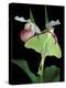 Luna Moths on Showy Lady Slipper, Wilderness State Park, Michigan, USA-Claudia Adams-Premier Image Canvas