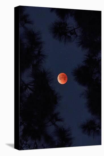 Lunar Blood Moon and Trees, oakland, California-Vincent James-Premier Image Canvas