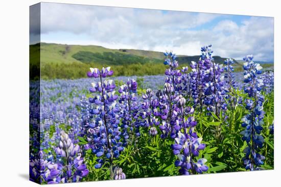 Lupin Blossom-Catharina Lux-Premier Image Canvas