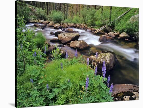 Lupine Along Jacobsen Creek in the Pioneer Range of Montana, USA-Chuck Haney-Premier Image Canvas