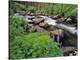 Lupine Along Jacobsen Creek in the Pioneer Range of Montana, USA-Chuck Haney-Premier Image Canvas