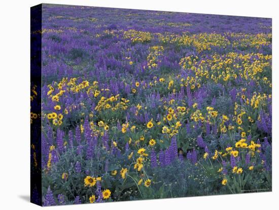 Lupine and Balsamroot on Hillsides, Dulles, Washington, USA-Darrell Gulin-Premier Image Canvas