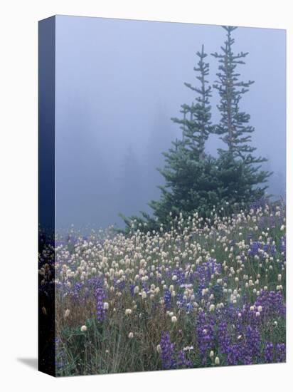 Lupine and Bistort Meadow, Hurricane Ridge, Olympic National Park, Washington, USA-Jamie & Judy Wild-Premier Image Canvas